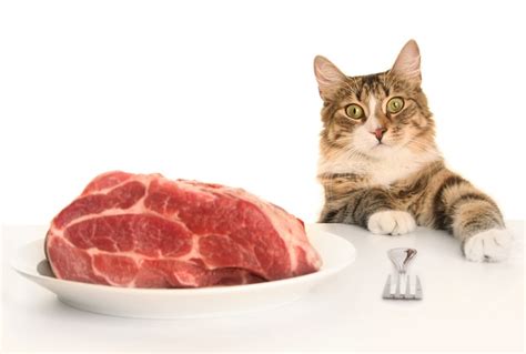 Can Cats Eat Raw Meat