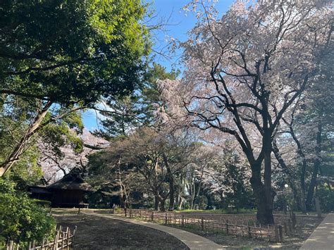 博物館でお花見をを含むツイート ついふぁん！