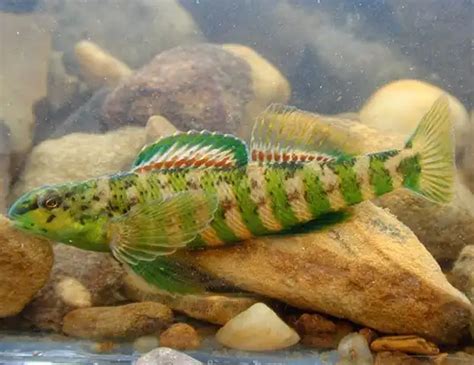 BANDED DARTER LIFE EXPECTANCY