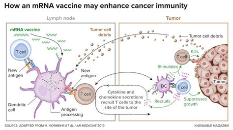 After COVID 19 Can MRNA Vaccines Help With Cancer As Well