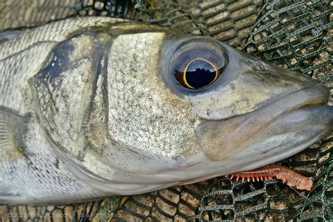 Bolognese Pesca Alla Spigola In Foce Con Tremolina E Coreano Elba