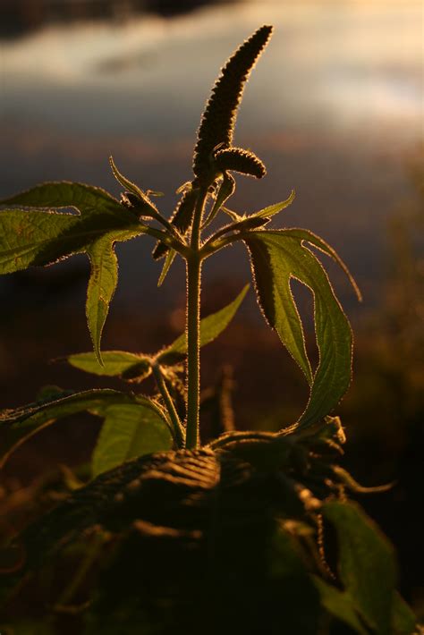 Great Ragweed Burtis Bay Chautauqua Lake Celoron Ny Aaahh Flickr