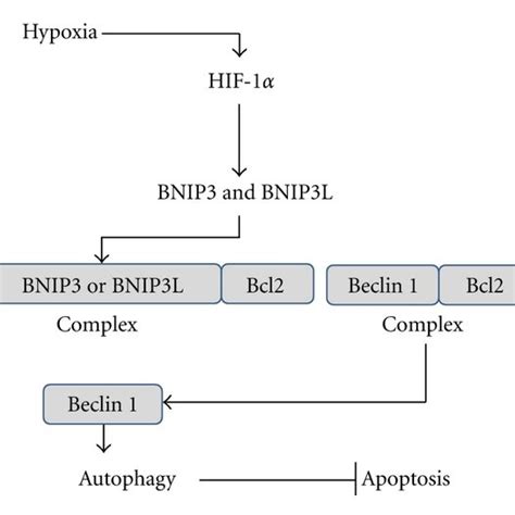 Hypoxia Induces Autophagy Hypoxia Activates Hif Which In Turn