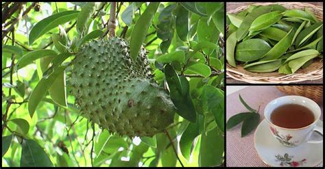 Help Boost The Immune System With Soursop Guyabano Dr Farrah Md