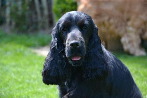 Chien Cocker Spaniel Anglais Ch H Mie De La Terre D Opale