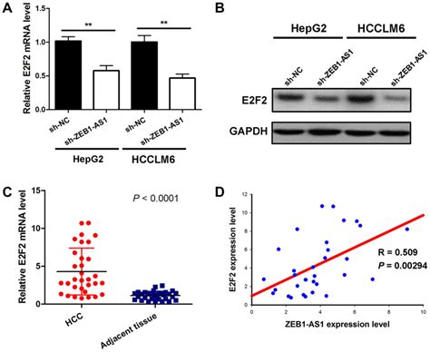 Lncrna Zeb1‑as1 Reduces Liver Cancer Cell Proliferation By Targeting