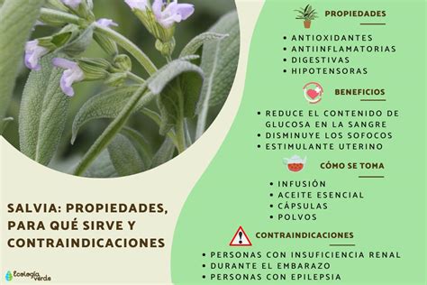 Descubre las PROPIEDADES de las salvias Guía completa