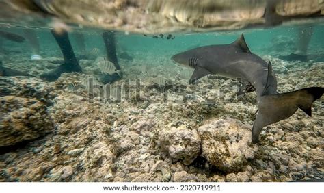 Shark Cape Verde Royalty-Free Images, Stock Photos & Pictures ...