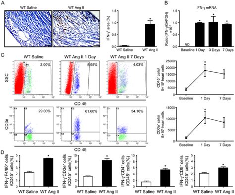 Interferon γ Ifn γ Expression Is Increased And Primarily Produced By