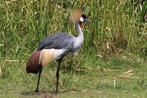 15 Types of Crane Bird Species in 2024 (With Pictures) - Optics Mag