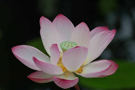 Lotus Flower Symbolism Vietnam | Best Flower Site