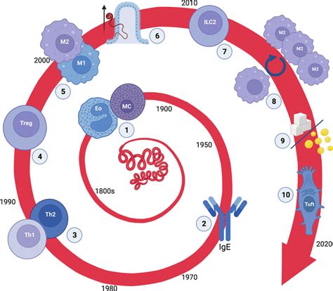 Landmark Discoveries From Helminth Immunology 1 Mast Cell And