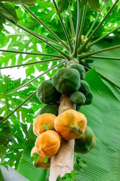 Rvore De Mam O V Rias Frutas E Um Lindo Fundo De C U Azul Foto