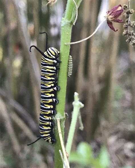 24+ Plants That Caterpillars Eat - RaensRabekka