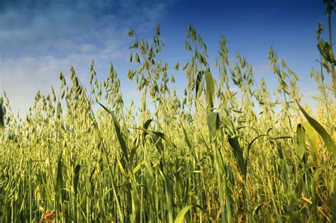 Campo Da Aveia Foto De Stock Imagem De Terra Alimento