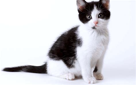 Black and White Kitten Wallpapers - Top Free Black and White Kitten Backgrounds - WallpaperAccess