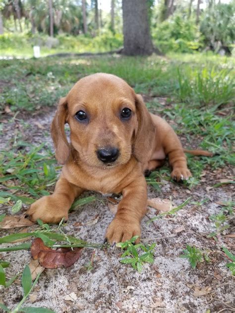 Dachshund Puppies For Sale | Venice, FL #278697 | Petzlover