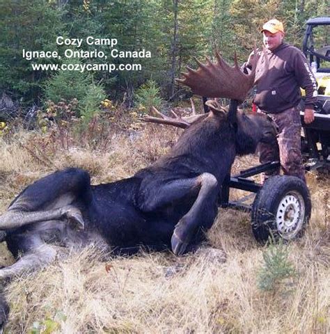 Ontario Moose Hunting Pictures