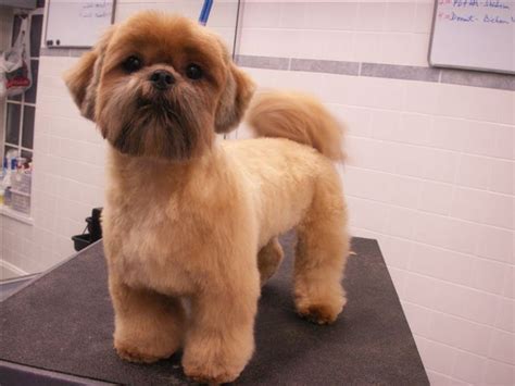 Adorable Shih Tzu Haircuts – Shih Tzu Cute