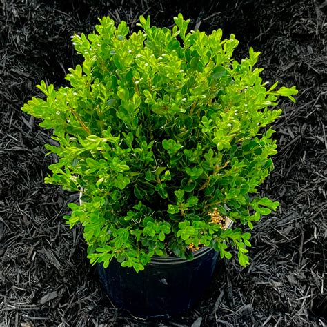 Wintergreen Boxwood 3 Or 7 Gallon Container Lots Of Plants