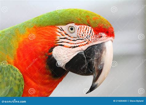 Colorful Macaw Parrot Sitting On The Branch Ara Chloroptera On Nature