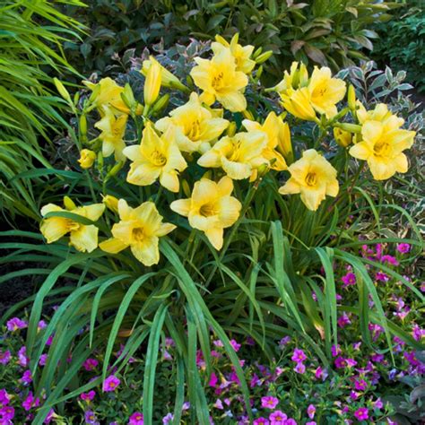 Hemerocallis Going Bananas Midwest Groundcovers Llc