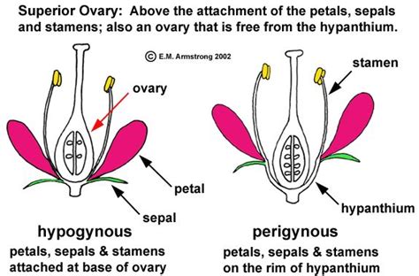 Flower Terminology Part 2 Ovaries Flowers Petals