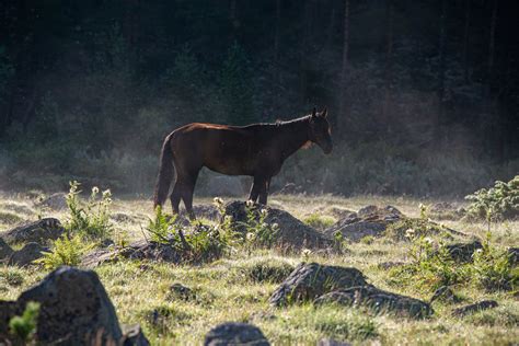 Brown Horse Grass Field · Free Stock Photo