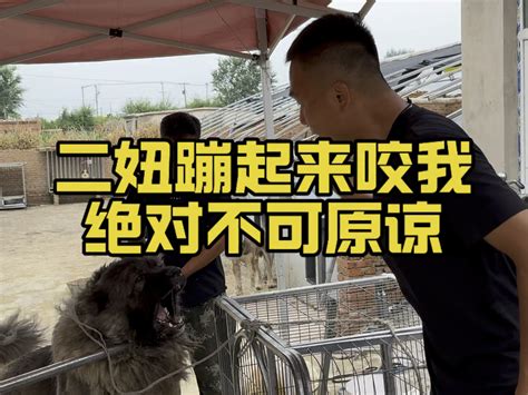 我不是训犬师 潘宏爱玩狗 潘宏爱玩狗 哔哩哔哩视频