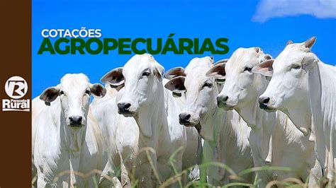 Cotações Agropecuárias 10 08 2021 YouTube