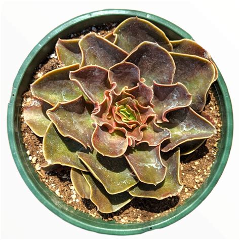 Echeveria Fireglow