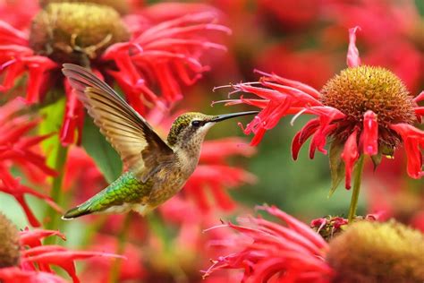 Hummingbird Garden Design