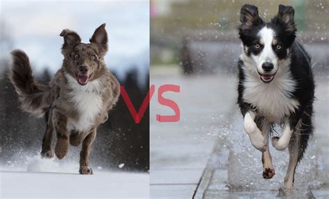 Border Collie vs Australian Shepherd (2023) | 9 Difference