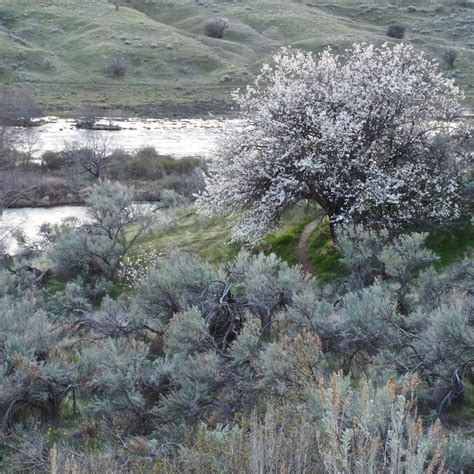 Deschutes River — Washington Trails Association