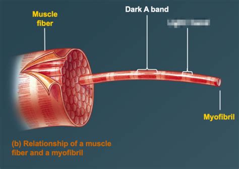 Chapter 10 Muscle Tissue Flashcards Quizlet