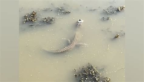 WATCH: Alligator in frozen water stuns viewers