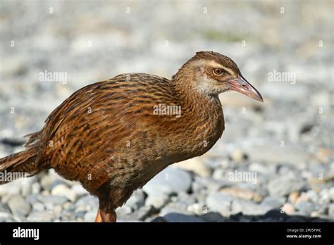 New Zealand Weka Gallirallus Australis One Of New Zealands Iconic