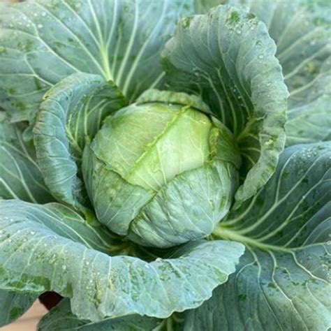 Pcs Benih Kobis Kubis Hijau Vege Seed Cabbage Seed Benih Sayur Plant