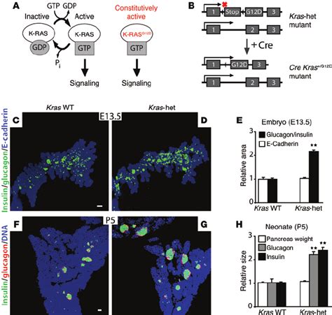 Pancreatic Endocrine Mass In Kras Het Mice A And B Schematic In A