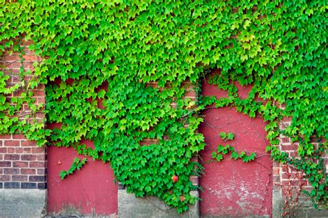 CÓMO CULTIVAR UNA PLANTA TREPADORA Terraflor Paisajismo