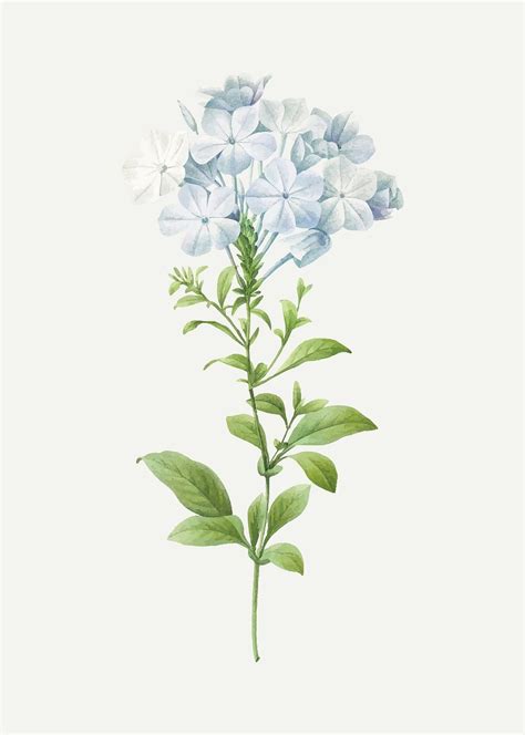 Plumbago Botanical Vector Remixed Artworks Premium Vector