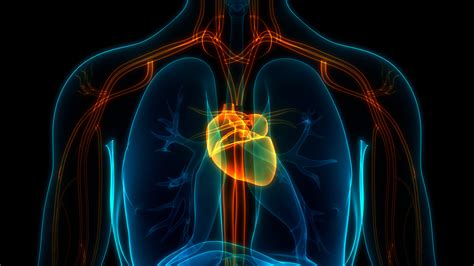 Cardiovascular System Heart Diagram