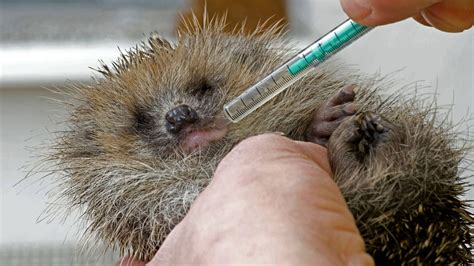 Verletzte Rehe Igel Und Co So K Nnen Sie Verletzten Wildtieren Helfen