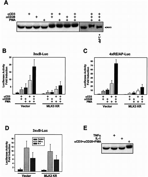 A Role For Mlk For T Cell Activation Induced Nf B Activation A