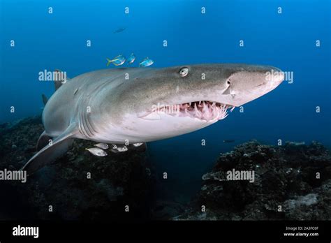 Nurse shark teeth hi-res stock photography and images - Alamy