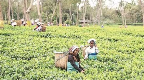 Assam Tea Industry Seeks Export Promotion Policy In Interim Budget 2024 Assam Tea Industry