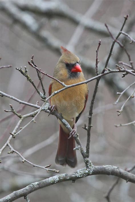 Northern Cardinal Eggs Cardinalis Cardinalis Stock Photo Image Of