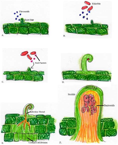 Nod Factors Microbewiki