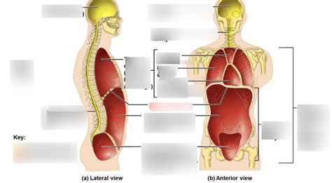 Unit 1 Body Cavities Diagram Quizlet