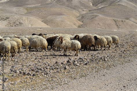 Sheep Flock In Naked Mountains Herd Of Bedouin Sheep In The Desert On